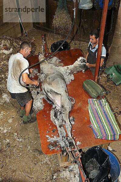 Alpaka (Lama pacos) erwachsen  vom Bauern auf dem Tisch geschoren  England  Juni