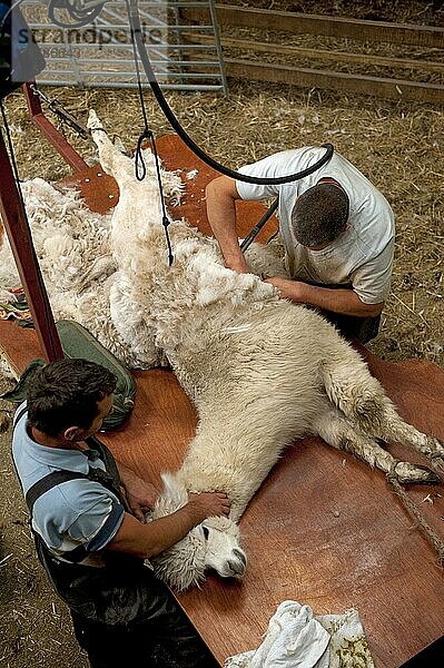 Alpaka (Lama pacos) erwachsen  vom Bauern auf dem Tisch geschoren  England  Juni