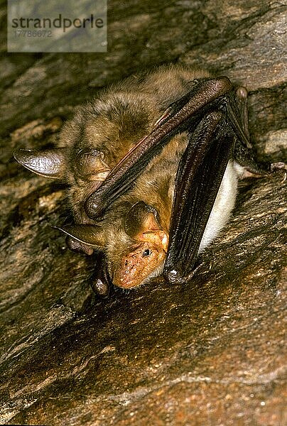 Großmausohr-Fledermaus (M. myotis) Paarung (S)