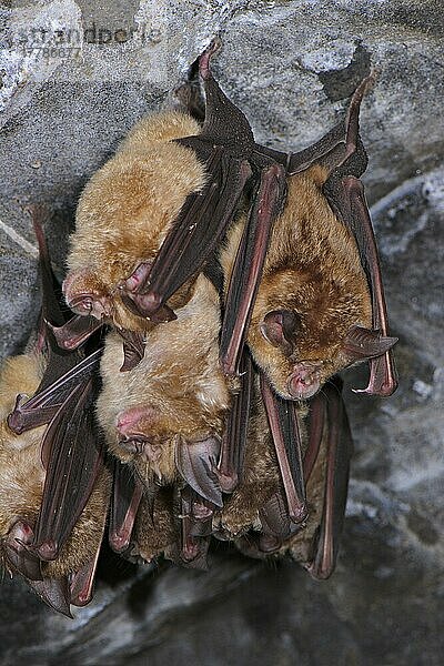 Große Hufeisenfledermaus (Rhinolophus ferrumequinum) Erwachsene  Gruppenschlaf  Schlafen in Höhle  Italien  Frühling  Europa