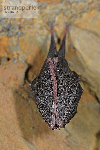 Kleine Hufeisennase (Rhinolophus hipposideros)  Kleine Hufeisennasen  Fledermäuse  Säugetiere  Tiere  Lesser Horseshoe Bat adult  sleeping  roosting in cave  Italy  spring