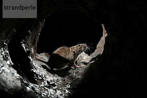 Braune Ratte (Rattus norvegicus) erwachsen  stehend im Abflussrohr  England  August (in Gefangenschaft)