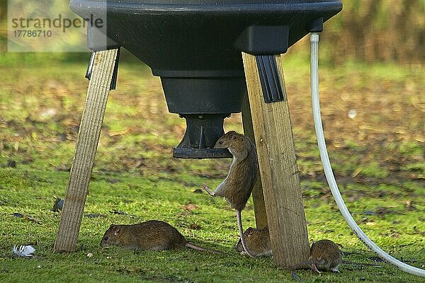 Braune Ratte (Rattus norvegicus) vier erwachsene Tiere  Fütterung am Fasanenfutterhaus  Shropshire  England  November