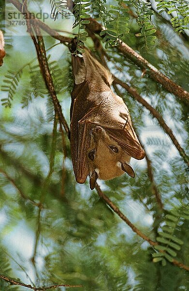 Peters Epaulettenflughund  Peters Epaulettenflughunde (Epomophorus crypturus)  Fledermäuse  Säugetiere  Tiere  Peter's Epauletted Fruit Bat Kenya