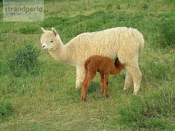 Alpaka (Lama pacos) Huacaya-Rasse  erwachsen mit einwöchigem Säugling