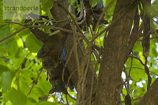 Ausgewachsener Schwarzer Flughund (Pteropus alecto)  tagsüber im Baum rastend  Kakadu N. P. Northern Territory  Australien  September  Ozeanien