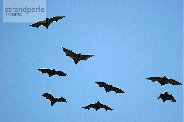 Graukopfflughund  Graukopfflughunde (Pteropus poliocephalus)  Fledermäuse  Säugetiere  Tiere  Grey-headed Flying Fox eight flying out at evening  New South Wales  Australia