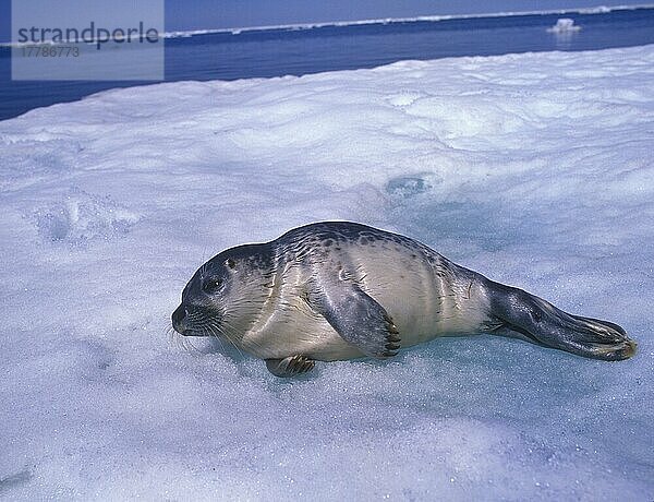Ringelrobbe  Ringelrobben (Pusa hispida) Meeressäuger  Raubtiere  Robben  Säugetiere  Tiere  Ringed Seal Seal pup lying on ice