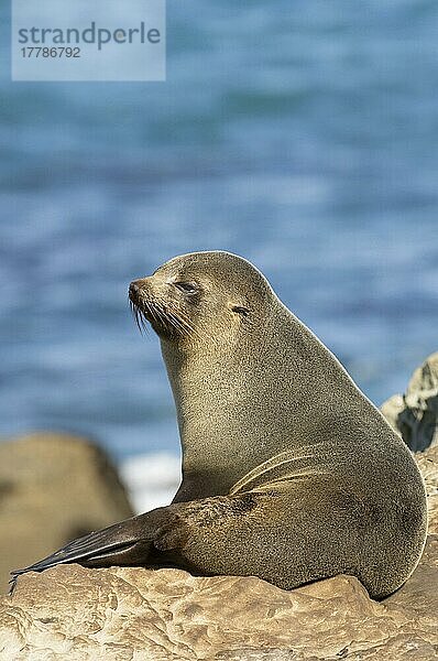 Neuseeland-Seebär  Neuseeland-Seebären  Meeressäuger  Raubtiere  Robben  Säugetiere  Tiere  New Zealand Fur Seal (Arctocephalus forsteri) adult  sitting on coastal rocks  South Island