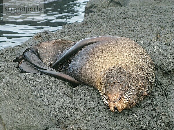 Galapagosseebär  Galapagosseebären (Arctocephalus)  Meeressäuger  Raubtiere  Robben  Säugetiere  Tiere  Galapagos Fur Seal galapago
