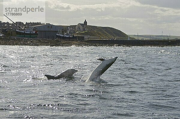 Großer Tümmler (Tursiops truncatus)  Große Tümmler  Delfine  Meeressäuger  Tiere  Säugetiere  Wale  Zahnwale  Bottlenose Dolphin two adults  breaching  Moray Firth  Scotland