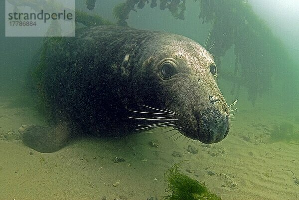 Kegelrobbe (Halichoerus grypus)  erwachsenes Männchen  ruht unter Wasser unter verankerten Bojenketten  Newquay Harbour  Cornwall  England  Großbritannien  Europa