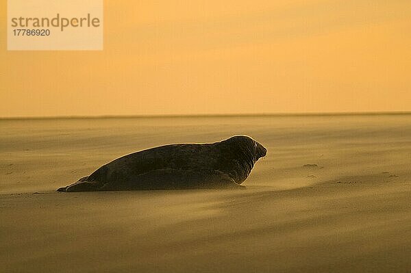 Kegelrobbe  Kegelrobben (Halichoerus grypus)  Meeressäuger  Raubtiere  Robben  Säugetiere  Tiere  Grey Seal adult  resting on beach Silhouette at sunset  Blakeney Point  Norfolk  England  november