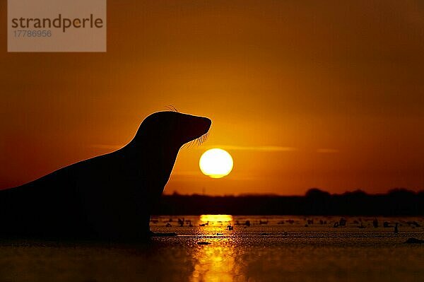 Kegelrobbe  Kegelrobben (Halichoerus grypus)  Meeressäuger  Raubtiere  Robben  Säugetiere  Tiere  Grey Seal adult  on beach  Silhouette at sunset  Donna Nook  Lincolnshire  England  winter