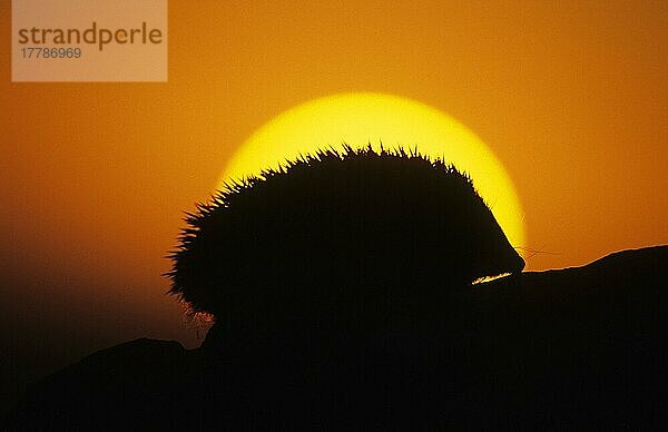 Europäischer Igel  Europäische Igel  Braunbrustigel  Westigel  Westeuropäischer Igel  Westeuropäische Igel  Insektenfresser  Säugetiere  Tiere  European Hedgehog