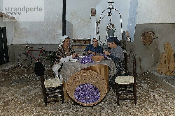 Saffran-Bluetennarben zupfen  Saffran-Verarbeitung  Consuegra  Fiesta de la Rosa del Azafran  Don-Quixote-Route  Provinz Toledo  Kastilien-La Mancha  Spanien  Europa