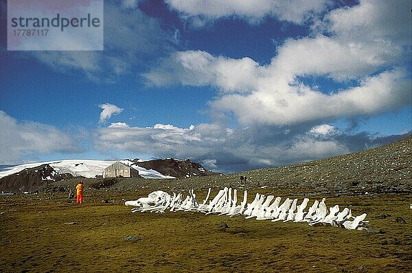 Blauwal  Blauwale (Balaenoptera musculus)  Bartenwale  Meeressäuger  Säugetiere  Tiere  Wale  Whale  Blue Skeleton  man standing/King George Is. Antarctic