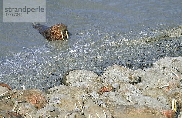 Walross (Odobenus rosmarus) Gruppe rastet am Strand  Großes Männchen kommt aus dem Wasser