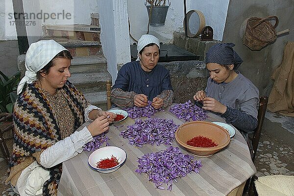 Saffran-Bluetennarben zupfen  Saffran-Verarbeitung  Consuegra  Fiesta de la Rosa del Azafran  Don-Quixote-Route  Provinz Toledo  Kastilien-La Mancha  Spanien  Europa