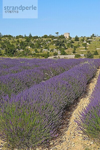 Lavendelfelder bei Sault  provence  Alpes-de-Haute-Provence  Frankreich  Europa