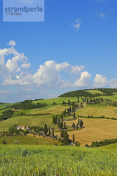 Val d'Orcia  Orcia-Tal  Pienza  Straße und Zypressen  Straße von Pienza nach Montepulciano  Toskana-Landschaft  UNESCO-Weltkulturerbe  Provinz Siena  Toskana  Italien  Europa