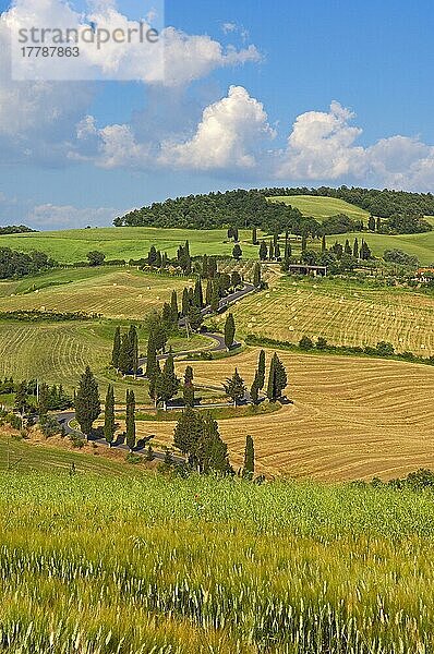 Val d'Orcia  Orcia-Tal  Pienza  Straße und Zypressen  Straße von Pienza nach Montepulciano  Toskana-Landschaft  UNESCO-Weltkulturerbe  Provinz Siena  Toskana  Italien  Europa