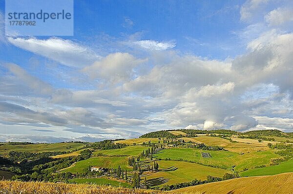 Val d'Orcia  Orcia-Tal  Pienza  Straße und Zypressen  Straße von Pienza nach Montepulciano  Toskana-Landschaft  UNESCO-Weltkulturerbe  Provinz Siena  Toskana  Italien  Europa