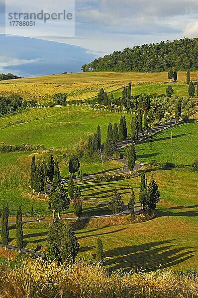 Val d'Orcia  Orcia-Tal  Pienza  Straße und Zypressen  Straße von Pienza nach Montepulciano  Toskana-Landschaft  UNESCO-Weltkulturerbe  Provinz Siena  Toskana  Italien  Europa