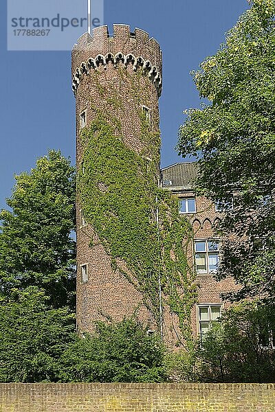 Kempener Burg  Kempen  Nordrhein-Westfalen  Bergahorn (Acer pseudoplatanus) Deutschland