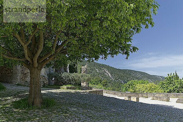 Europäischer Zürgelbaum (Celtis australis)  Dorfplatz  Oppede le Vieux  Oppede  Provence  Frankreich  Europa