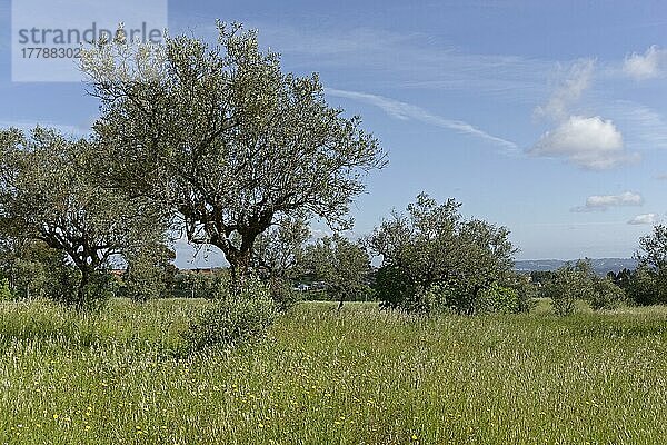 Olivenhain (Olea europaea)  Loureira  Santa (Catarina) da Serra  Bezirk Leiria  Regiao do Centro  Portugal  Europa