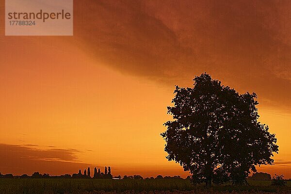 Morgendämmerung am Niederrhein  St.Hubert  Kempen  Nordrhein-Westfalen  Stieleiche (Quercus robur) Deutschland