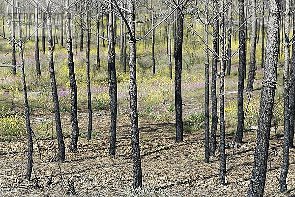 Ehemaliges Waldbrandgebiet  Nähe Nazare  Regiao do Centro  Kiefer (Pinus)  Portugal  Europa