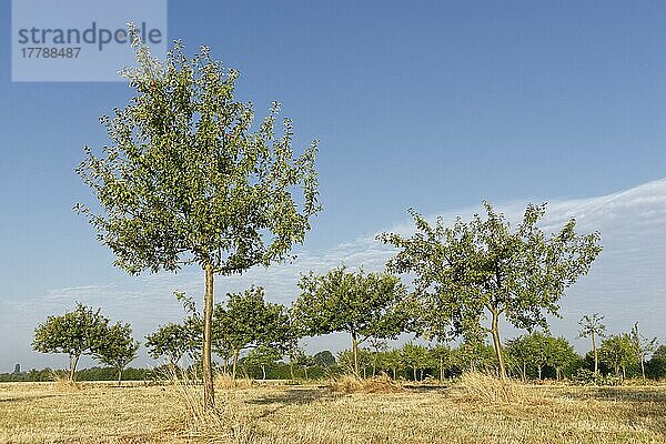 Apfelbäume (Malus)  Streuobstwiese  Kempen  Nordrhein-Westfalen  Deutschland  Europa