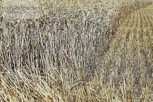 Feld mit Weizen (Triticum) während der Ernte  Kempen  Nordrhein-Westfalen  Deutschland  Europa