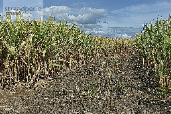 Maisfeld (Zea mays)  Kempen  Nordrhein-Westfalen  Deutschland  Europa