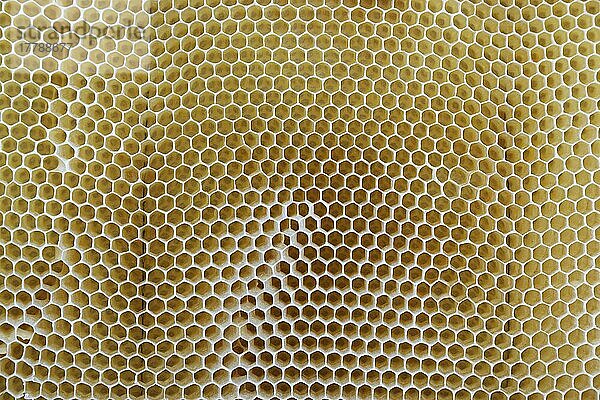 Künstliche  leere Bienenwaben  Wachtendonk  Kreis Kleve  Nordrhein-Westfalen  Deutschland  Europa