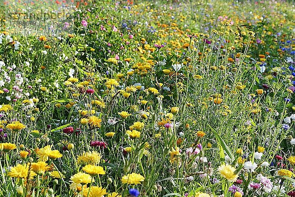 Blumenwiese zum Selberpflücken  Kempen  Nordrhein-Westfalen  Deutschland  Europa