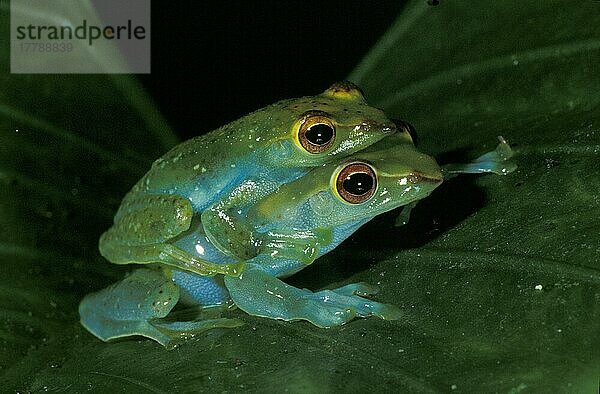 Jade-Baumfroesche bei der Paarung  Sabah  Borneo  Malaysia  Asien