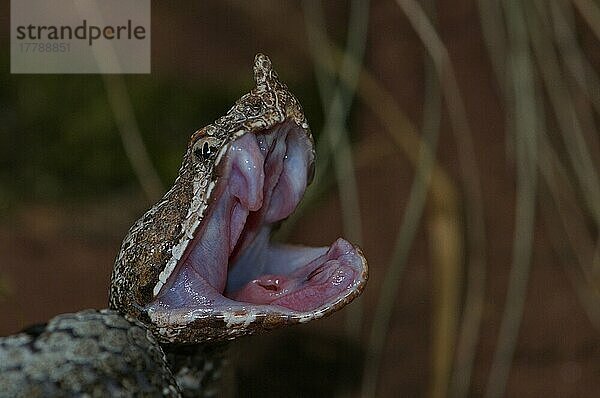 Nasenhornviper  gähnend