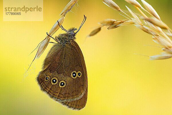 Brauner Waldvogel (Aphantopus hyperantus)