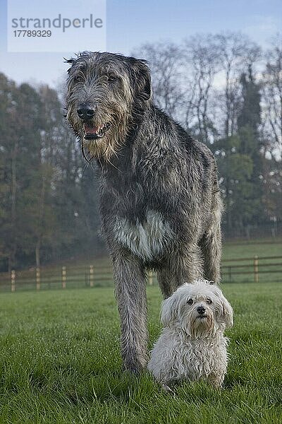 Irischer Wolfshund und Malteser  Irish Wolfhound