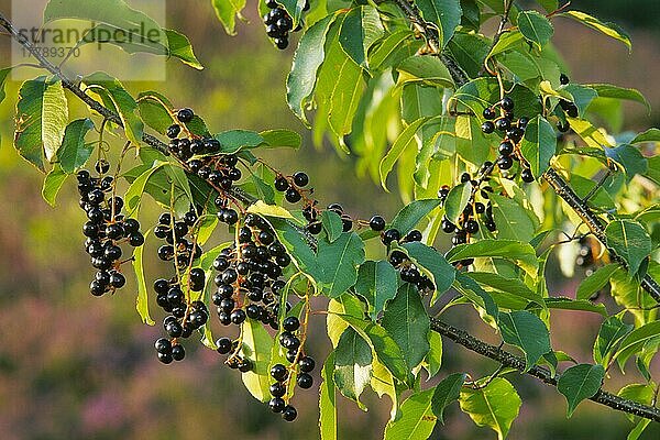 Amerikanische Traubenkirsche  Spätblühende Traubenkirsche  Späte Traubenkirsche (Prunus serotina)  Herbstkirsche