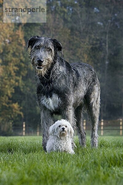 Irischer Wolfshund und Malteser  Irish Wolfhound