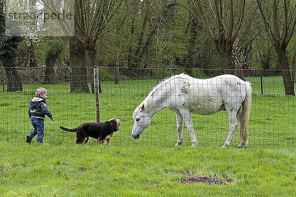 Junge und Deutscher Schäferhund  Welpe  treffen Pferd