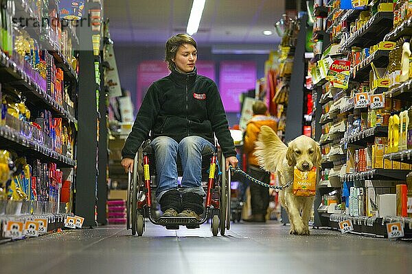 Rollstuhlfahrerin und Golden Retriever  Behindertenbegleithund  Assistenzhund  Belgien  Europa