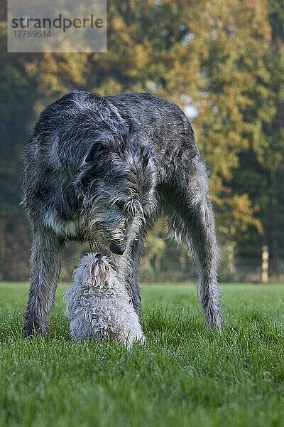 Irischer Wolfshund und Malteser  Irish Wolfhound