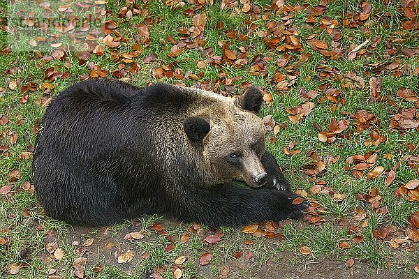 Braunbär (Ursus arctos)  in Gefangenschaft