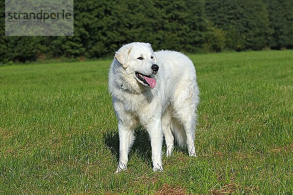 Kuvacz  Kuvasz  Rettungsschwimmerhund