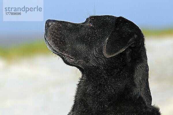 Labrador-Retriever  schwarz  Rüde  10 Jahre alt  seitlich